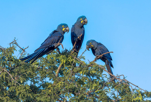 Hyacinth Macaws, Anodorhynchus hyacinthinus, are found in a limited range of South America, mainly in the Pantanal of Brazil and Bolivia. Their population is threatened by habitat loss, the pet trade - Photo, image