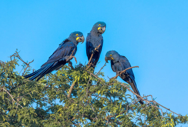 Hyacinth Macaws, Anodorhynchus hyacinthinus, are found in a limited range of South America, mainly in the Pantanal of Brazil and Bolivia. Their population is threatened by habitat loss, the pet trade - Foto, immagini