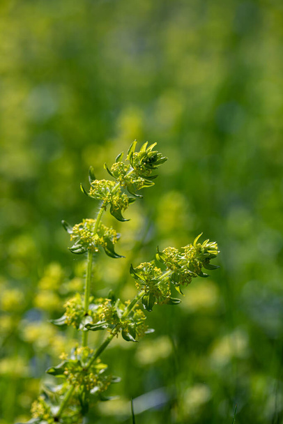 Cruciata laevipes flower growing in meadow - Photo, Image
