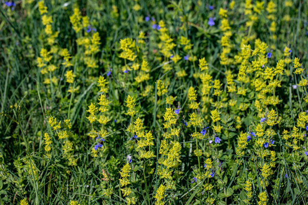 Cruciata laevipes flower growing in meadow, close up - Fotografie, Obrázek