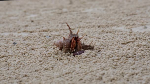 Small hermit crab on the beach in the tropical island. Hermit crab use empty shell as its mobile safety home - Záběry, video