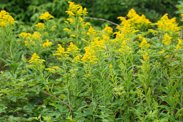 Solidago canadensis,  Canada goldenrod yellow summer flowers closeup selective focus - Photo, Image