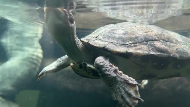 Turtle underwater. The world of animals. Relaxing stock video footage.  - Materiaali, video
