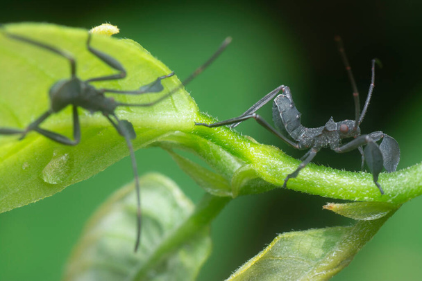 close shot of spined assassin bug - Photo, Image
