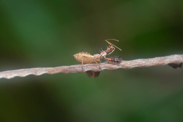 tiro de cerca del insecto asesino espinoso
 - Foto, Imagen
