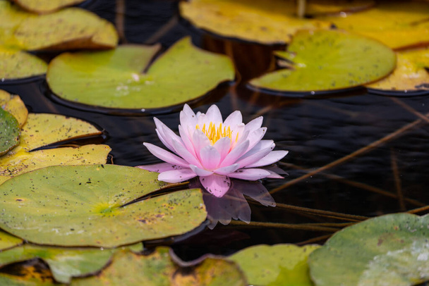 красива яскрава водяна лілія в ставку
 - Фото, зображення