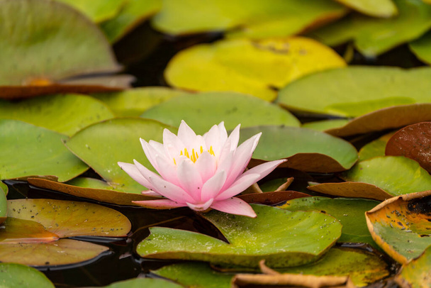 красивая яркая водяная лилия в пруду - Фото, изображение