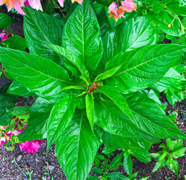 Green Leaf of Balsam Impatiens - Foto, Bild