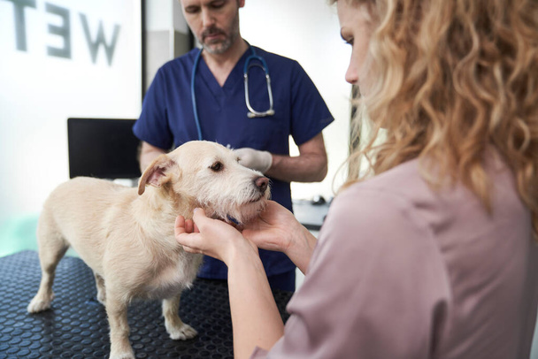 Kaukasierin bringt ihren Hund zum Tierarzt - Foto, Bild