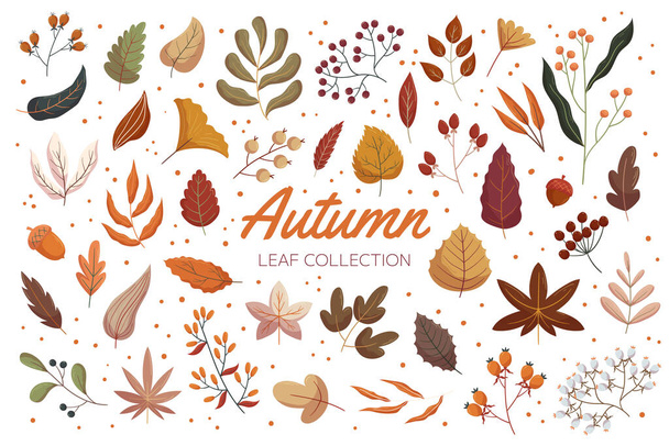 Vintage autumn forest leaf collection. Flat hand drawn vector illustration set of foliage. Acorn, rowan berry and viburnum, rosehip branches. - Vector, Image