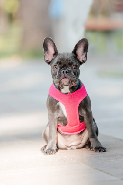 Cute French bulldog puppy in pink collar at the park. Pretty dog - Fotoğraf, Görsel