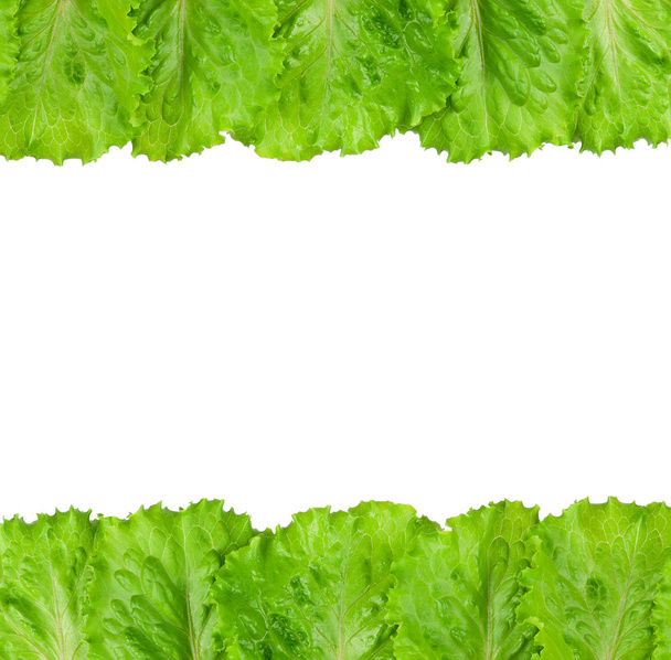 Green lettuce - Zdjęcie, obraz
