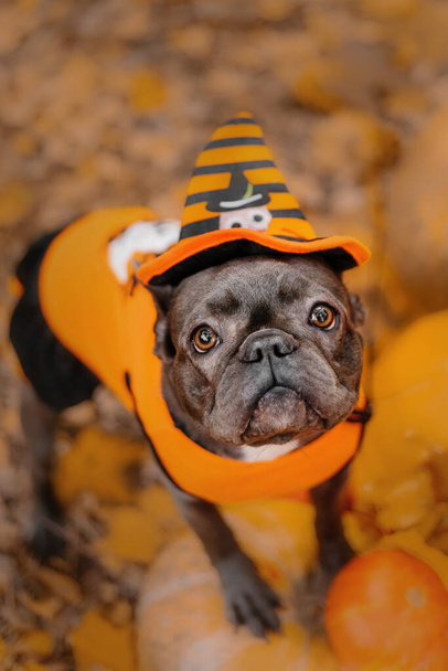 Halloween and Thanksgiving Holidays. Dog with pumpkins in the forest. Cute french bulldog.  Dog costume for Halloween  - Foto, imagen