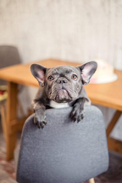 French bulldog indoor. Pet at home. Cute dog - 写真・画像