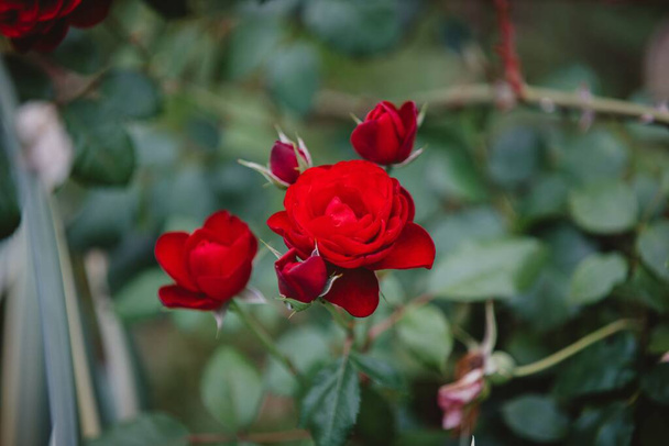 A closeup shot of red roses blooming in a garden - Fotó, kép