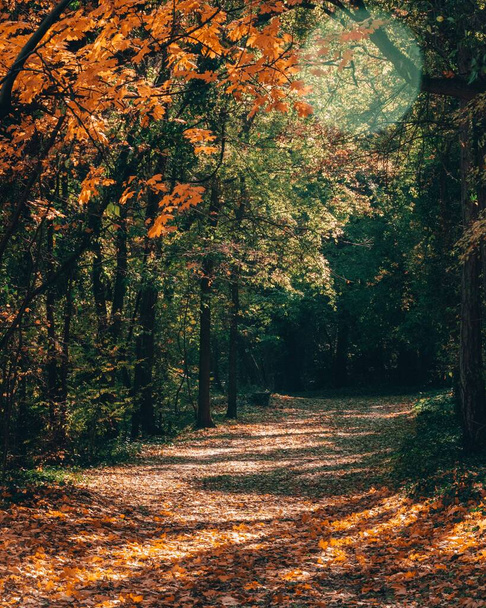 A vertical shot of a road in a forest in autumn - Zdjęcie, obraz