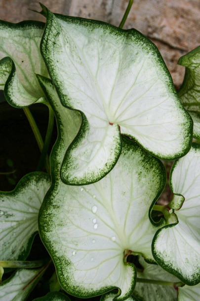 white leaves Auspicious plants decorate the garden and fortune - Fotoğraf, Görsel