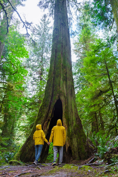 Cathedral Grove park Vancouver Island Canada forest with huge Douglas trees and people in a yellow rain jacket, and raincoats. Vancouver Island is a rainforest with huge woods. - Foto, Imagem