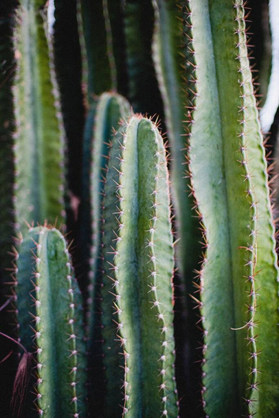Pystysuora lähikuva vihreä kaktus kasvi piikkejä ulkona - Valokuva, kuva