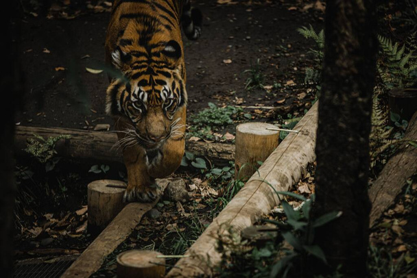 A Sumatran tiger roaming through wooden logs and stumps in the forest - Фото, зображення