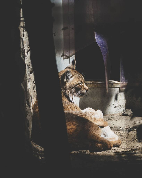 A vertical shot of a lynx lying on the ground in a zoo in sunlight - Valokuva, kuva