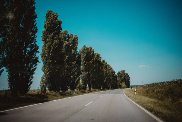 An asphalt road through trees - Φωτογραφία, εικόνα