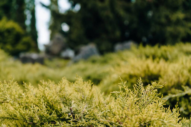 A closeup shot of juniper tree leaves on a blurred background - Φωτογραφία, εικόνα