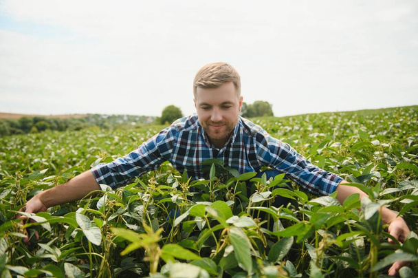 A farmer inspects a green soybean field. The concept of the harvest. - Fotó, kép