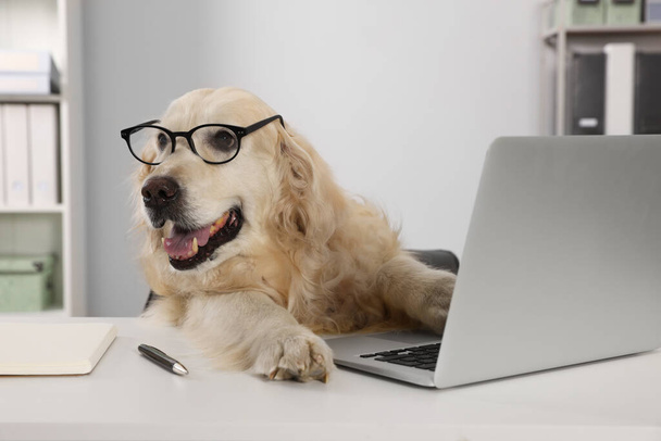 Cute retriever wearing glasses at table in office. Working atmosphere - Foto, Imagem
