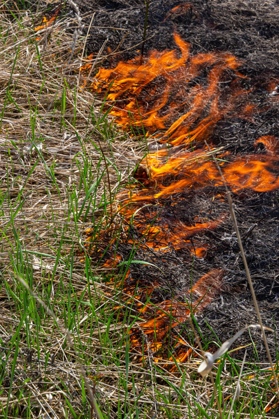 Altes trockenes Gras verbrennen. Zungenrote Flamme und brennendes trockenes vergilbtes Gras im Rauch. - Foto, Bild