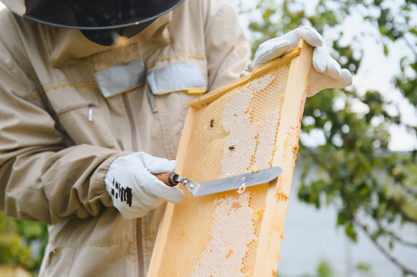 Beekeeping, beekeeper at work, bees in flight - Foto, imagen