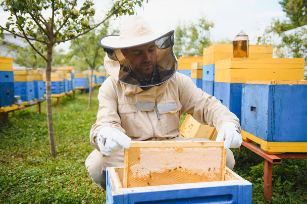 Beekeeping, beekeeper at work, bees in flight - Photo, image