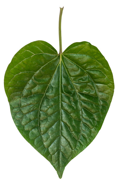 divoký betel leafbush - Fotografie, Obrázek