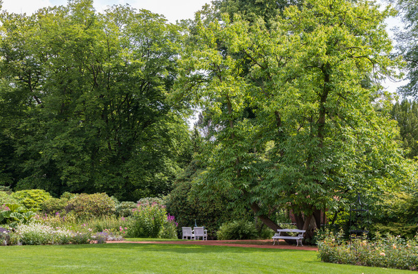 Rose garden in castle park in Oldenburg in Lower Saxony in Germany Europe - Foto, Imagem