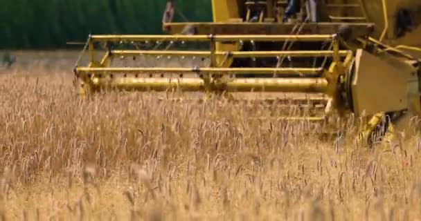 close-up harvester harvests ripe wheat on a sunny day. Agriculture - 映像、動画