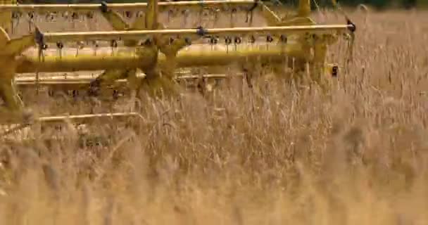 close-up grain cutter harvests ripe wheat on a sunny day - 映像、動画