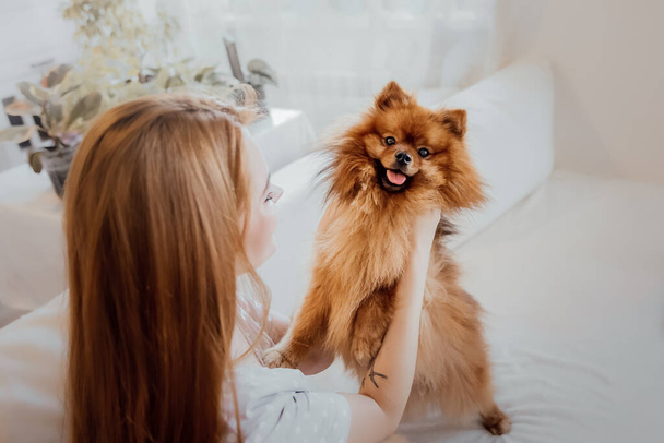 Pomeranian spitz dog at home - 写真・画像