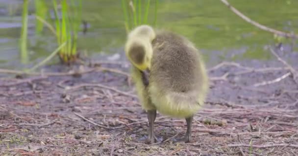 Baby Canada Goose, Branta canadensis, or gosling searching for food on the ground. High quality 4k footage - Imágenes, Vídeo