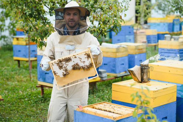 Beekeeper is working with bees and beehives on the apiary. Beekeeping concept. - Фото, зображення