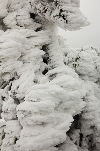 Hintergrund mit schneebedeckten Tannenzweigen - Foto, Bild