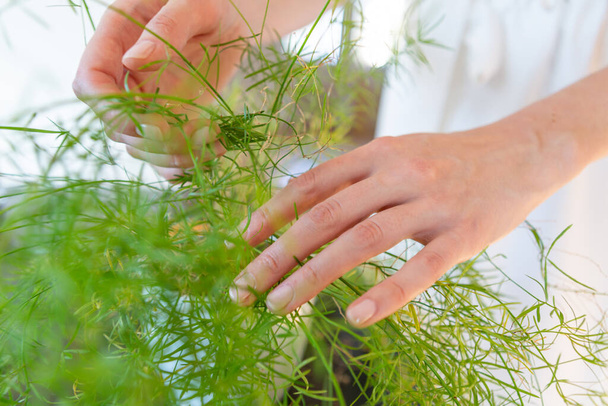Woman hands touching and caring for the green plant. - Photo, image
