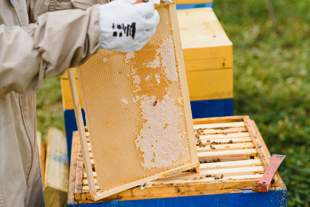 Beekeeping, beekeeper at work, bees in flight - Foto, Imagem