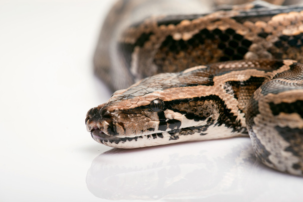 reptiles on white background - Photo, image