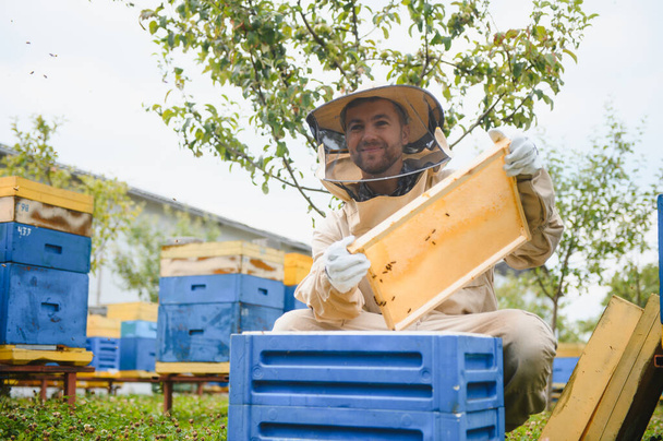 Beekeeper is working with bees and beehives on the apiary. Beekeeping concept. - Foto, immagini