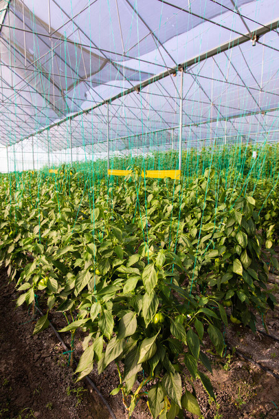 Pepper Plants in the pepper farm or field. chili peppers in the farm - Fotografie, Obrázek