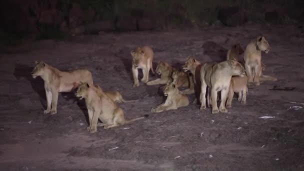 Pride of lions in the African savannah at night living the wildlife of the African savannah, these animals are the great predators of Africa and one of the big five. - Filmmaterial, Video