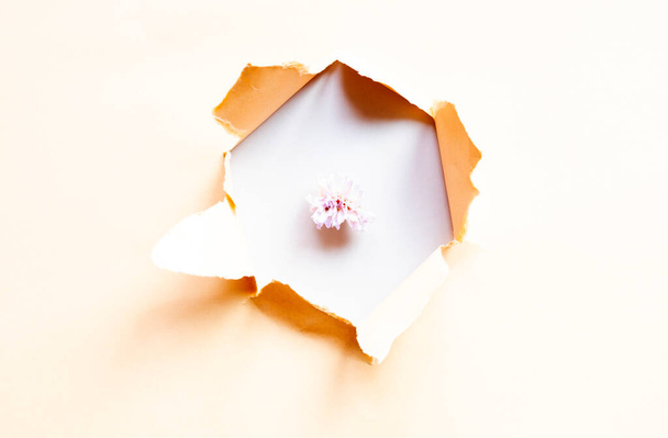 small flowers from a hole in paper on a gray background - Fotografie, Obrázek