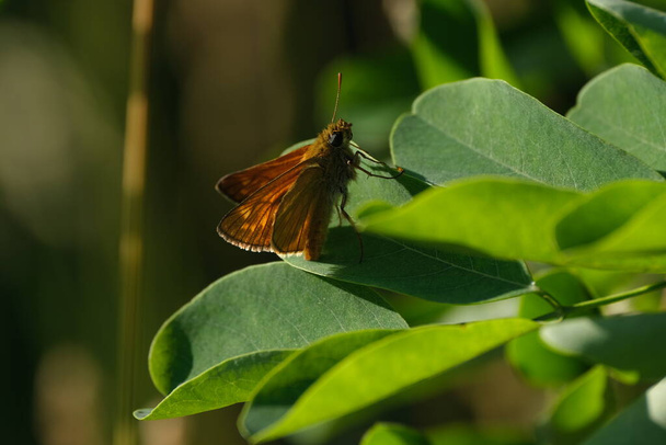Patrón grande descansando sobre una hoja en la naturaleza, cerca de la imagen de una pequeña mariposa naranja - Foto, imagen
