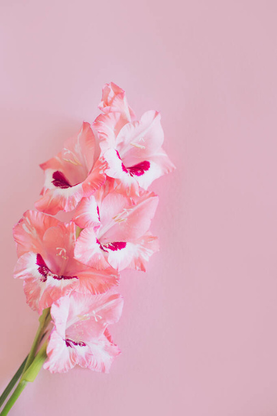 Kaunis vaaleanpunainen Gladiolus kukkia vaaleanpunainen tausta. Tekstipaikka. - Valokuva, kuva