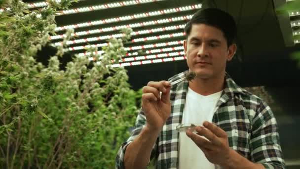 Hodowca marihuany bada pąki marihuany w leczniczej farmie marihuany przed zbiorami w celu wytworzenia produktów marihuany - Materiał filmowy, wideo